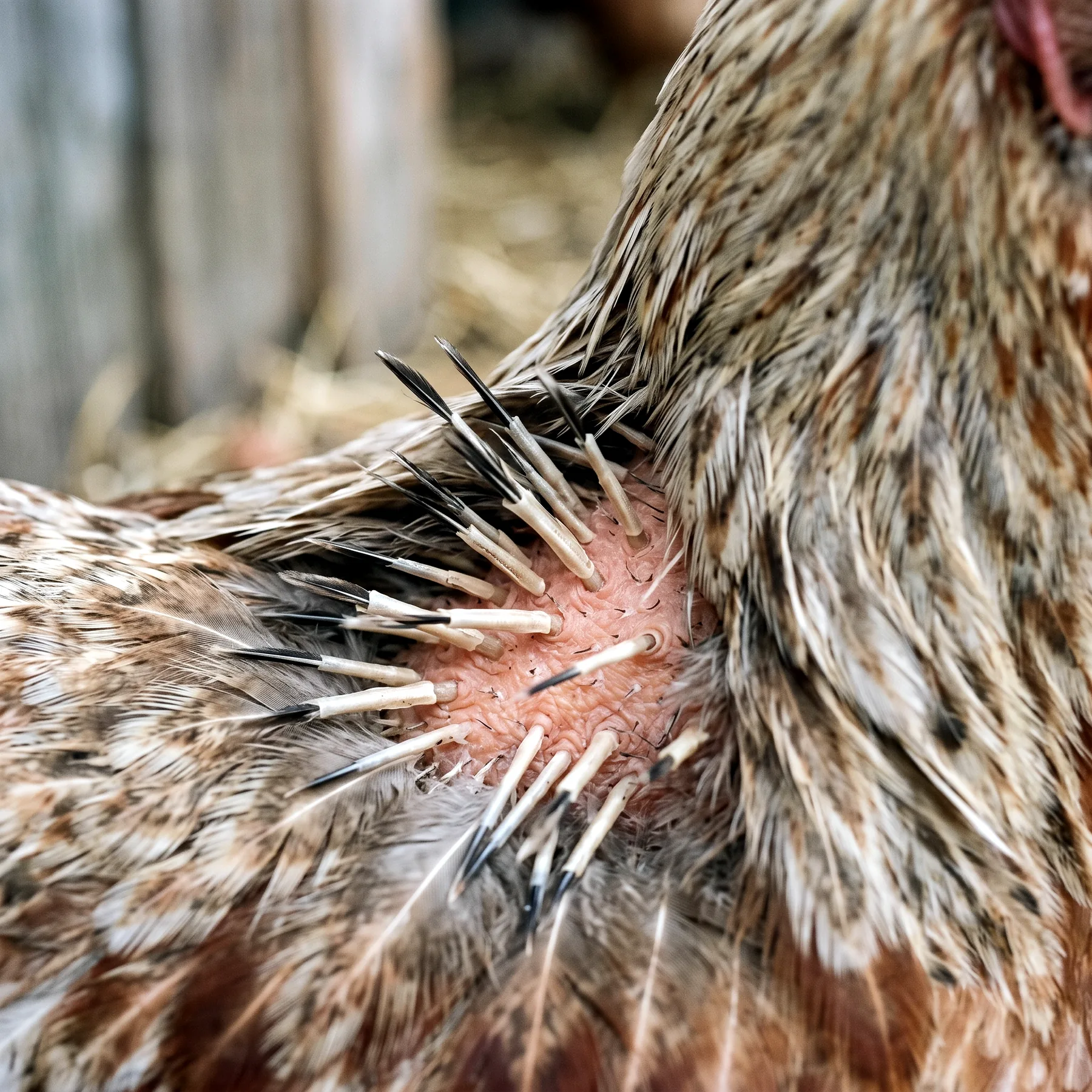 Plumes neuves en croissance, encore engainées, sur le cou d'une poule en fin de mue