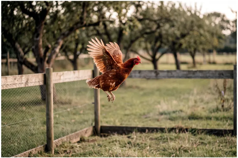 Poule rousse en plein envol au-dessus d'un parcours herbeux, ailes largement déployées