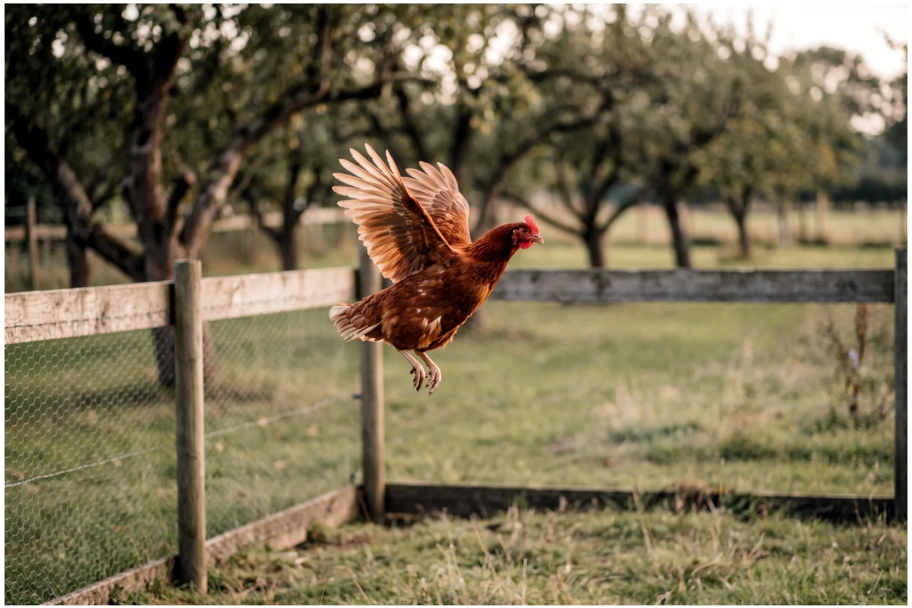 Poule rousse en plein envol au-dessus d'un parcours herbeux, ailes largement déployées