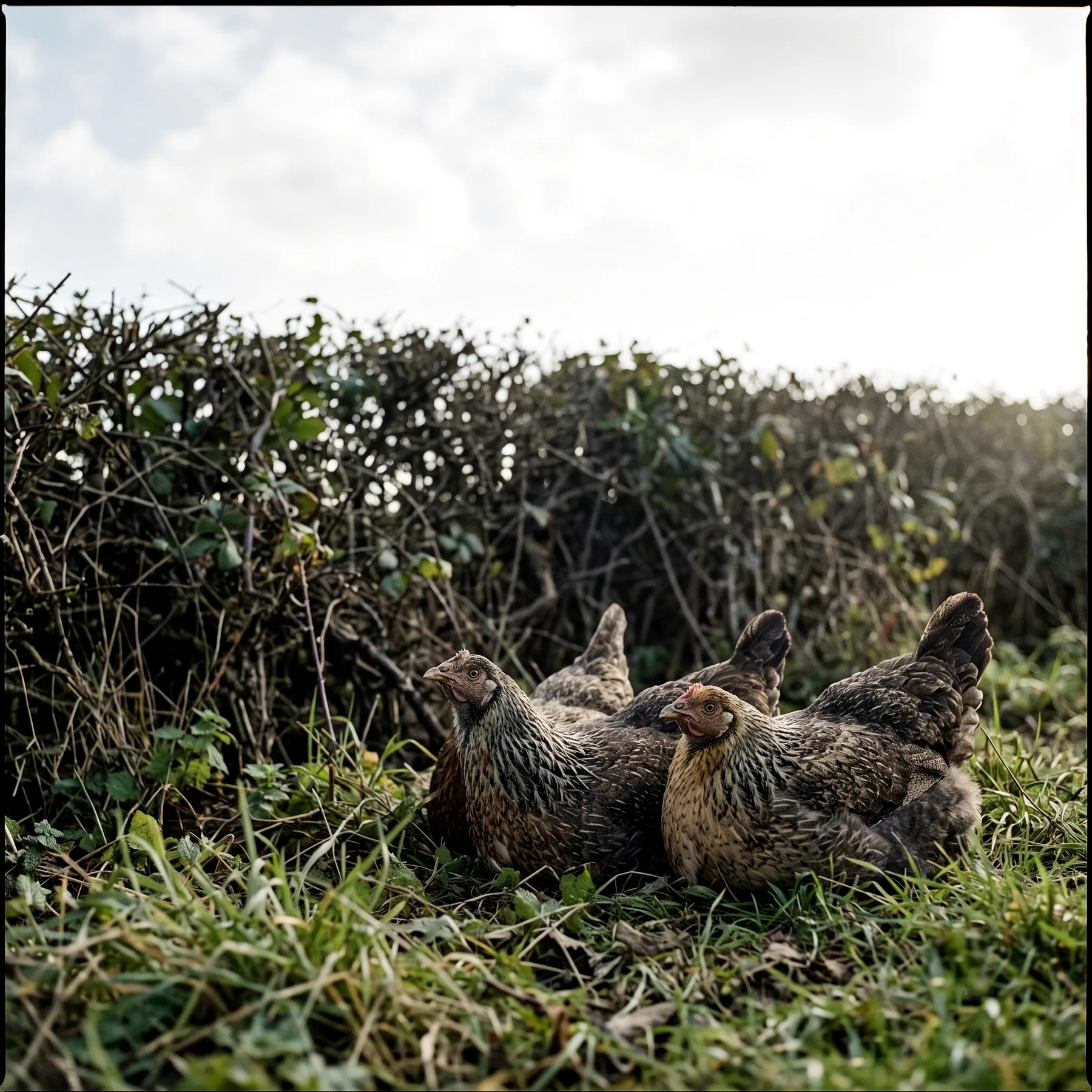 Poules aplaties au sol sous un buisson après un cri d'alerte aérien