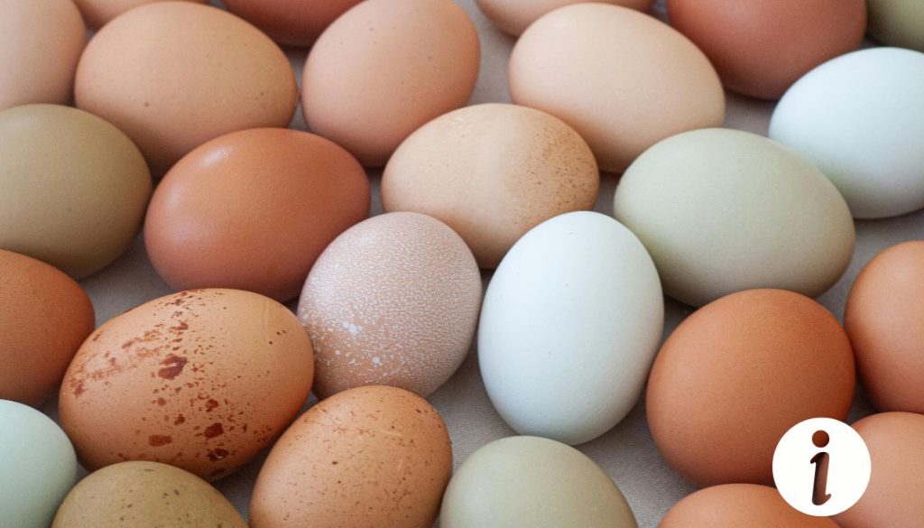 Mirage des oeufs de poules : Tout ce que vous devez savoir