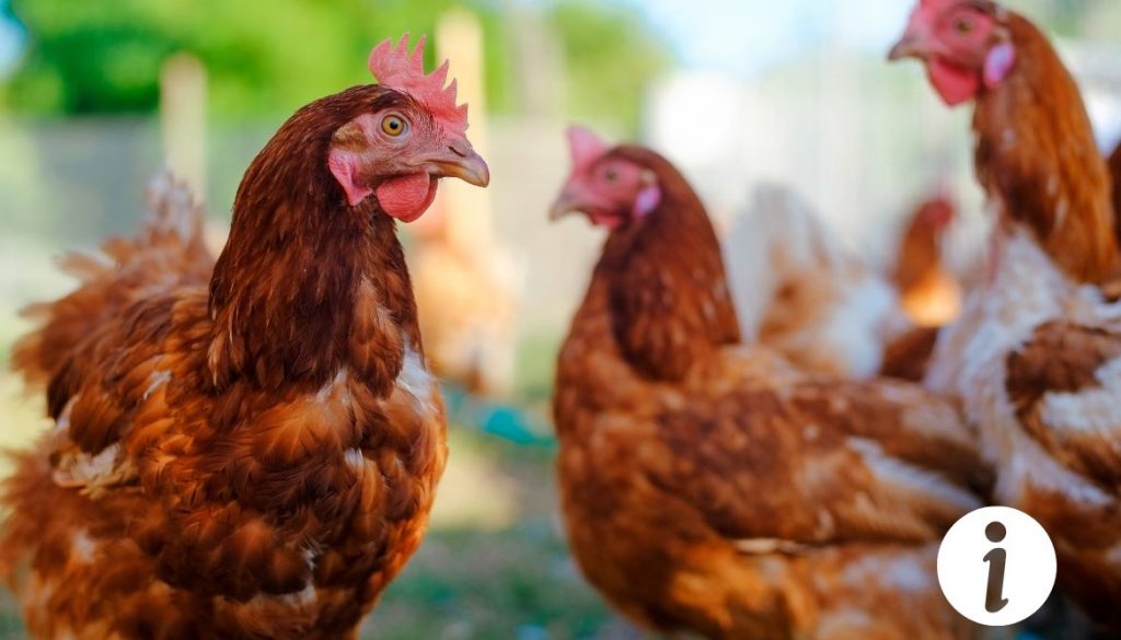 Poule avec le ventre gonflé et dur Problèmes de santé à surveiller