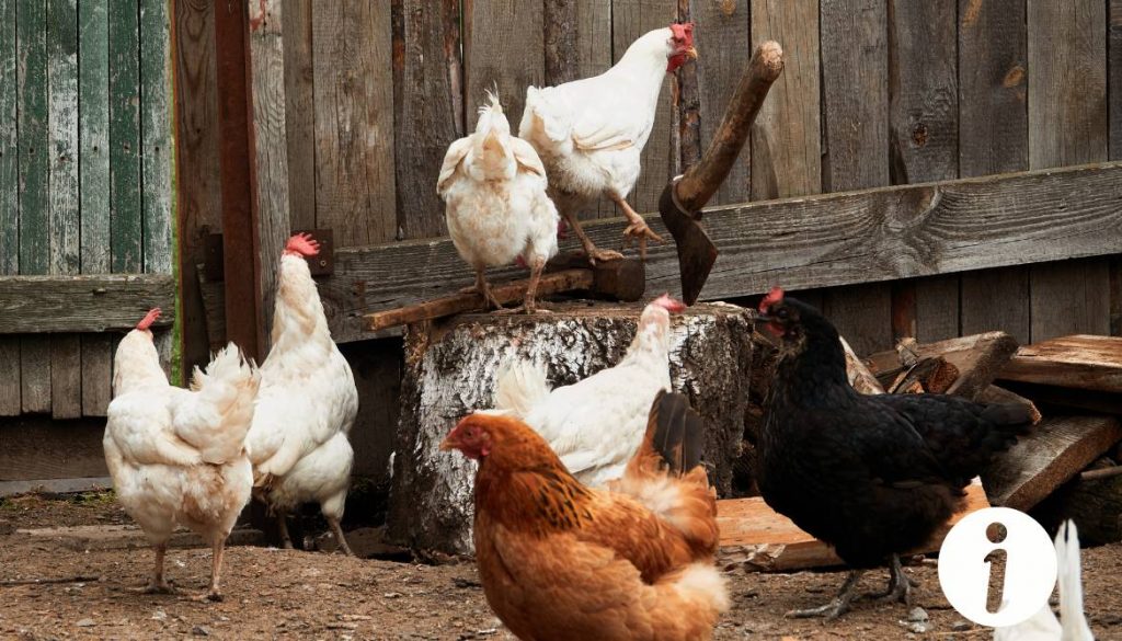 À quel âge pousse la crête des poules ? Développement et soins