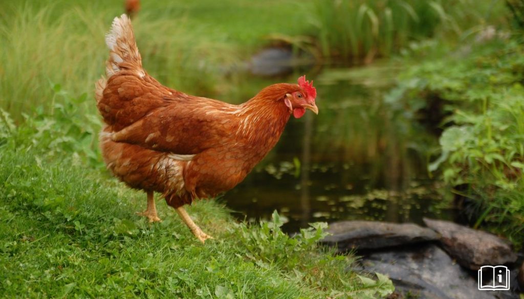 Abreuvoir poule pas cher