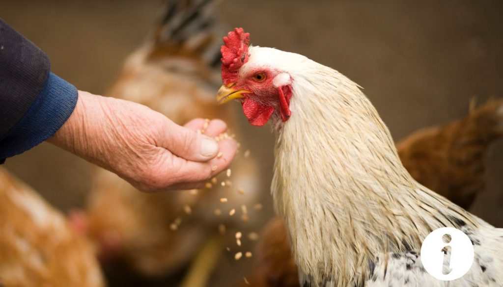 Alimentation idéale pour des poules de 5 semaines : Guide nutritionnel