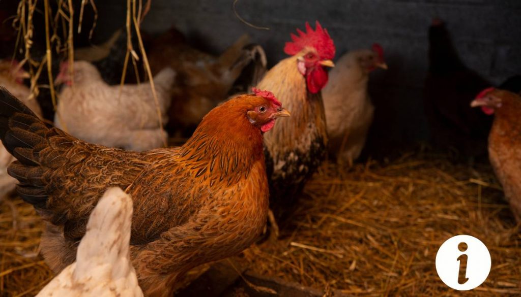 Astuces pour traiter les asticots sur une plaie de poule