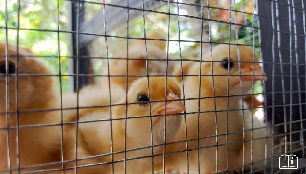 Cage Poussin – Élevage et Soins Idéaux pour Vos Poussins