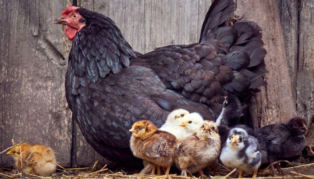 Caillebotis pour Poules : Pourquoi et Comment Bien Choisir ?