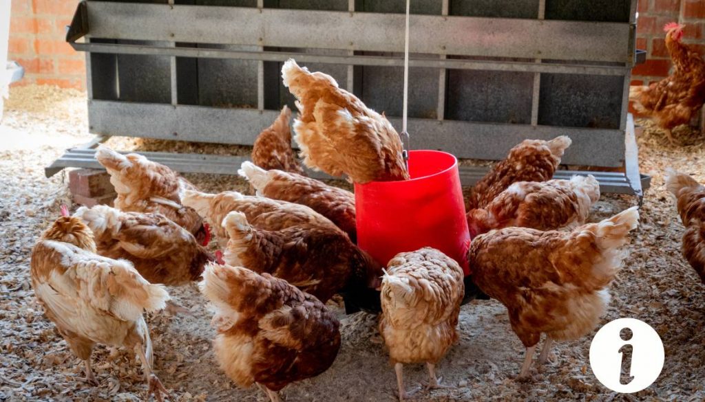 Capillariose chez les poules : traitement naturel et prévention