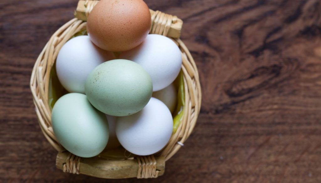 Changement de couleur de la coquille d’œuf : Ce que vous devez savoir