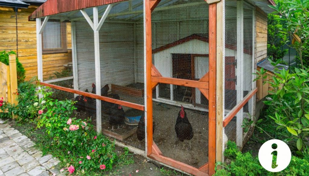 Choux fourragers pour les poules : bienfaits et recommandations