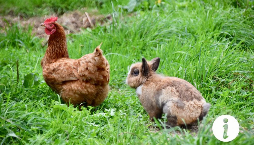 Cohabitation entre un lapin nain et des poules : conseils pour une coexistence harmonieuse