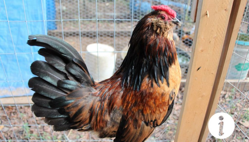 Cohabitation réussie : Poules et coqs nains sous le même toit