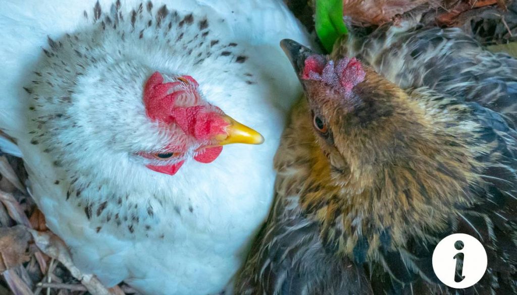 Combien de temps une poule pond après avoir couvé ? Informations à connaître