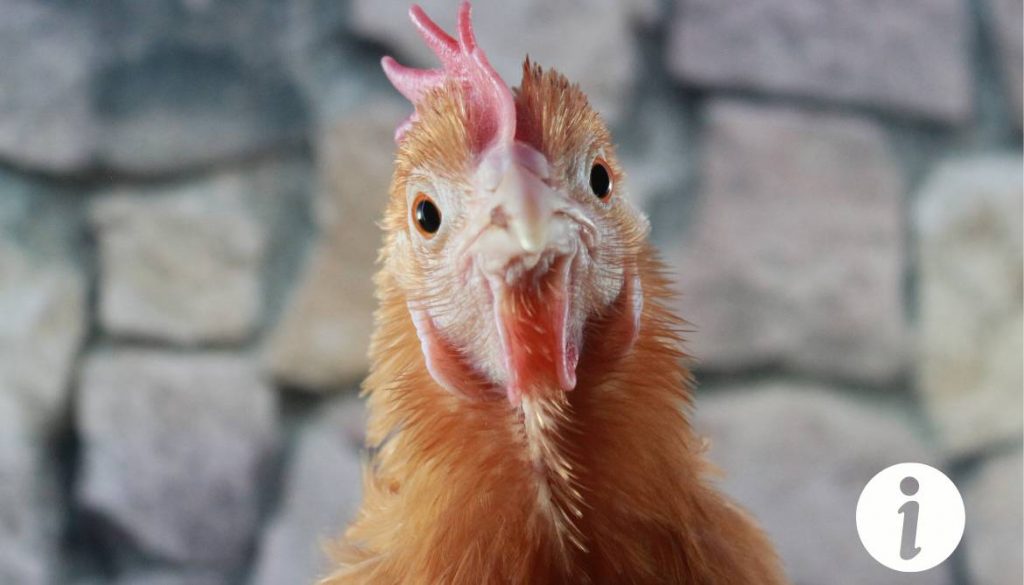 Comment attraper une poule sauvage : techniques et conseils