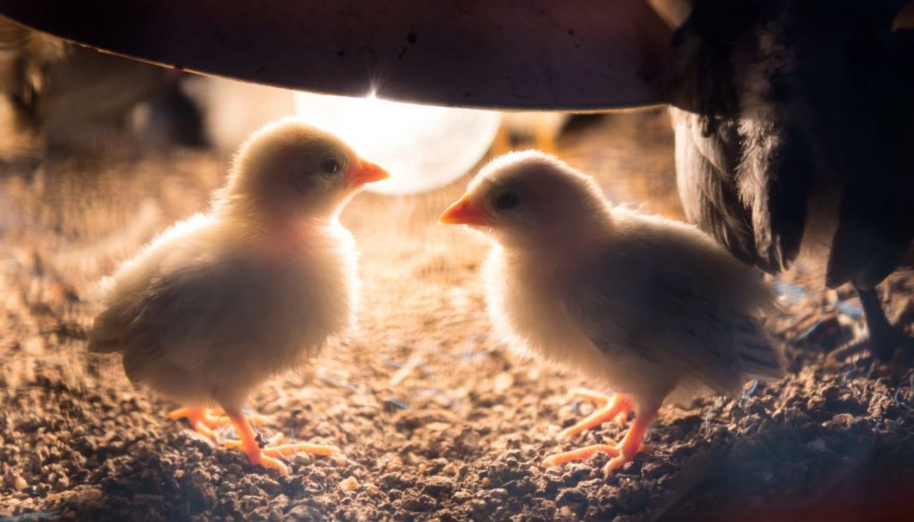 Comment fonctionnent les lampes pour poussins ?
