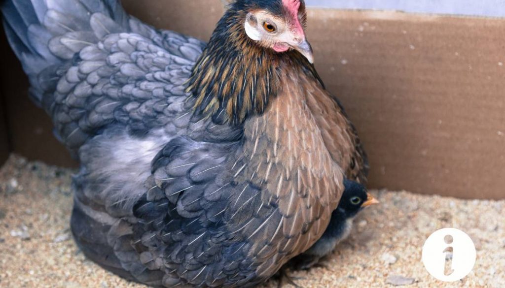 Comment nourrir une poule qui couve ? Alimentation appropriée