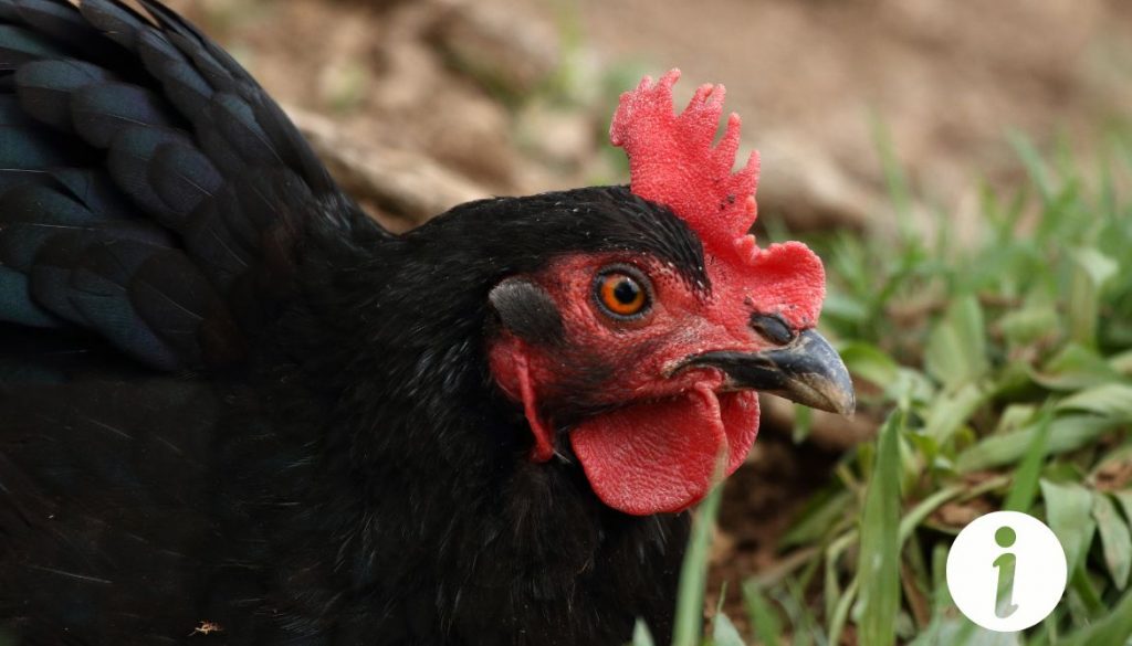 Comment soigner un bec abîmé chez une poule ?