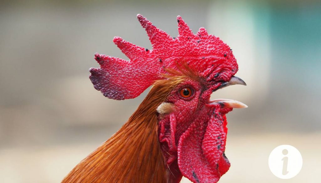 Coq agressif avec les poules : comment gérer cette situation ?