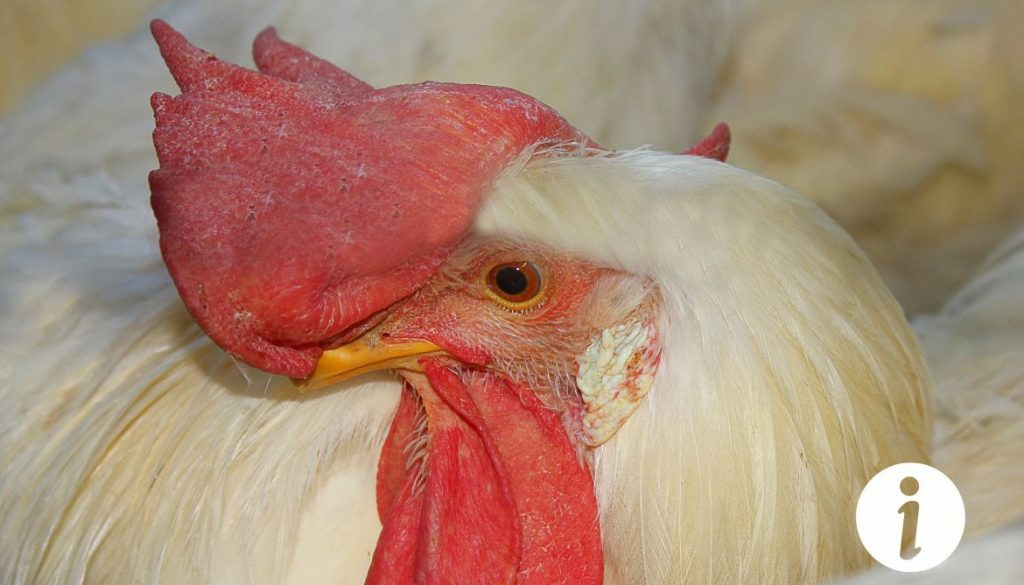 Crête tombante chez la poule : Quels sont les signes de maladie ?