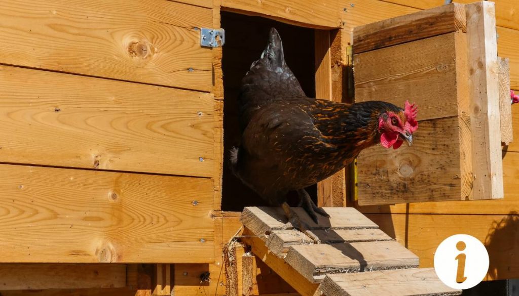 Dosage du permanganate de potassium pour les poules : guide d'utilisation