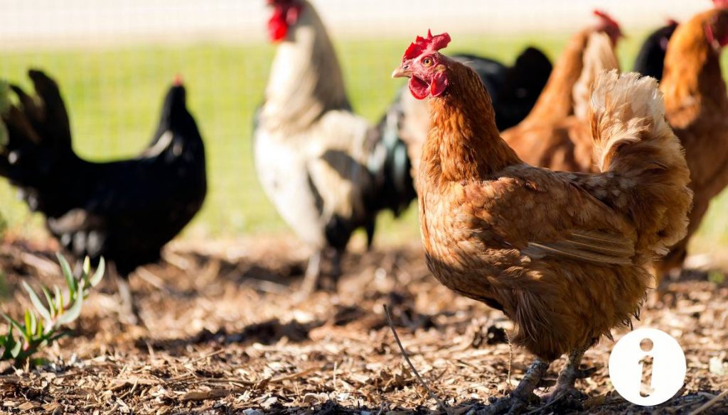 Doxyval 20 pour les poules : indications et posologie