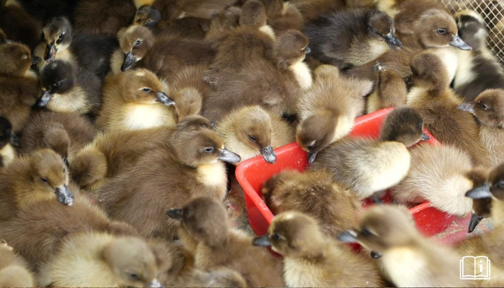 Élevage de Poussins