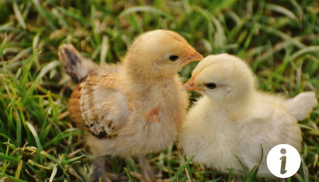 Élever des poussins avec des poules Pékin : Astuces et soins