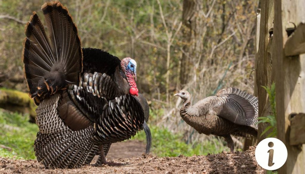 Élever une dinde avec des poules : cohabitation et conseils pratiques