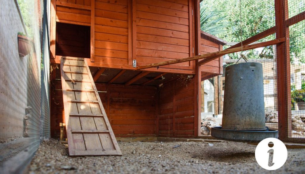 Épinette : comment construire une cage à poules adaptée ?