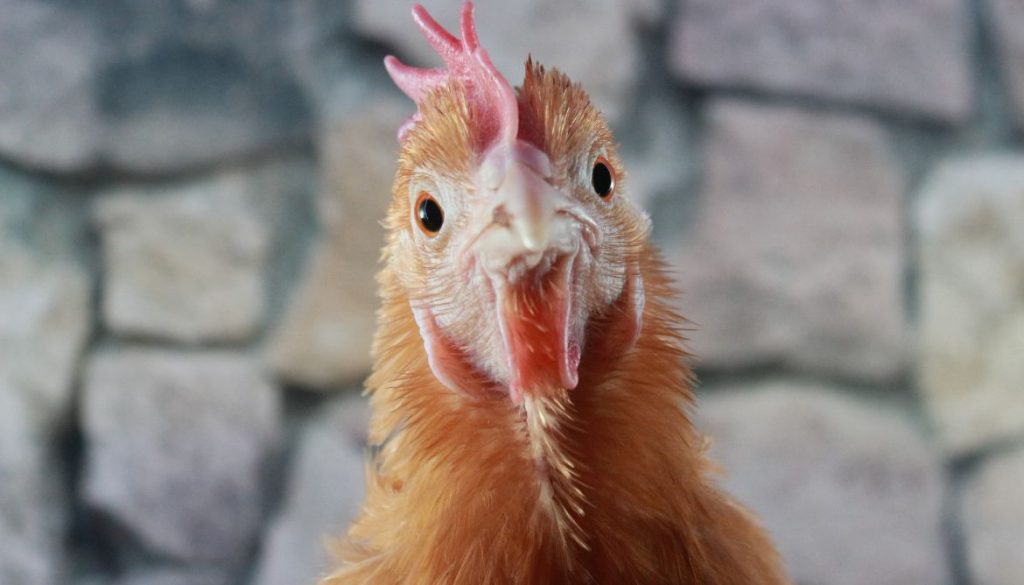 est-ce-que-le-bec-des-poules-repousse-ce-que-vous-devez-savoir.jpg