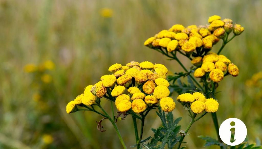 Fleur de tanaisie pour les poules : bienfaits et utilisation
