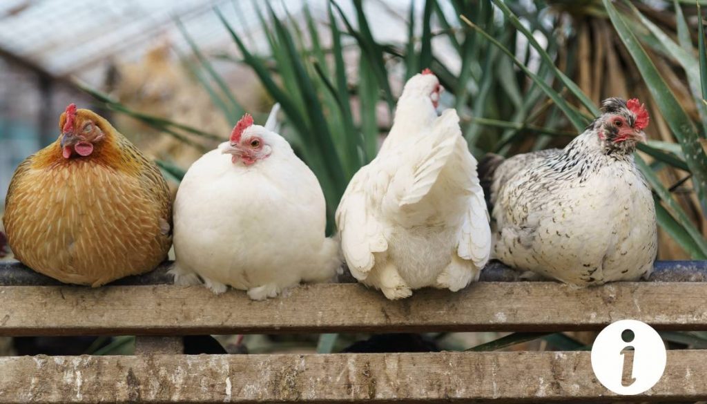 Flubenol : un vermifuge efficace pour vos poules