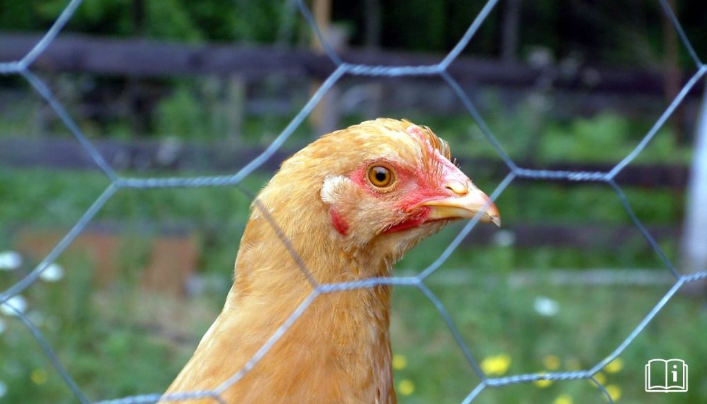 Grillage à poule – Conseils et Comparatifs pour Votre Poulailler