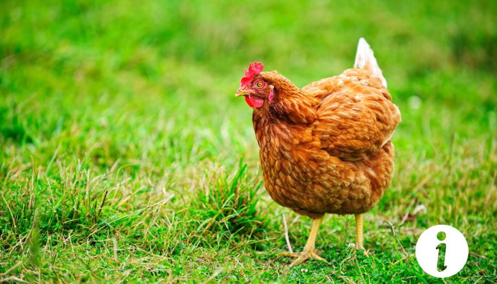Herbe coupée pour les poules : pourquoi et comment l'intégrer à leur régime ?