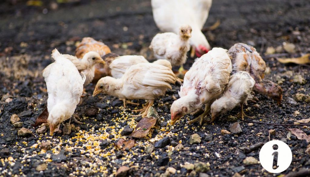 Ivermectine pour poules : Posologie et précautions d’usage