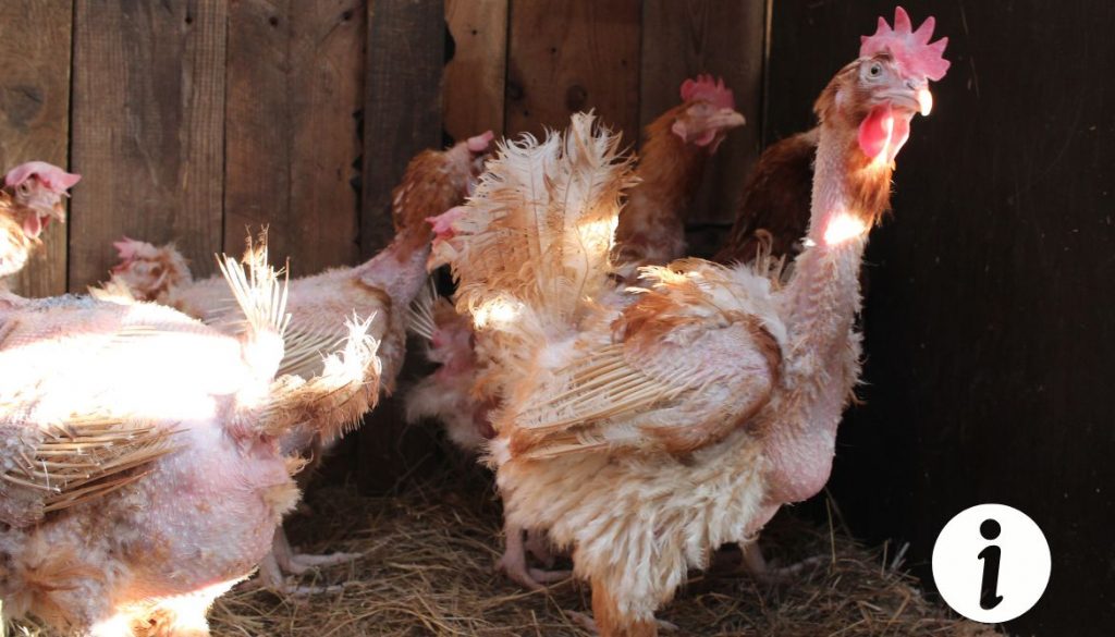 Ivomec pour les poules : usage et dosage corrects