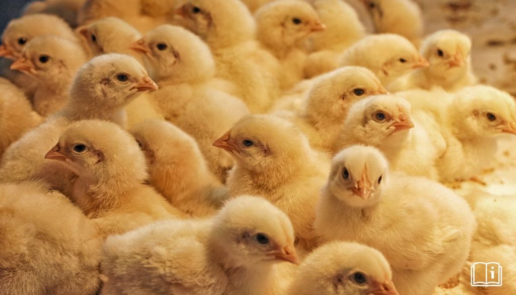 Kit d’Élevage Poussin : Conseils et Recommandations pour Faire le Meilleur Choix
