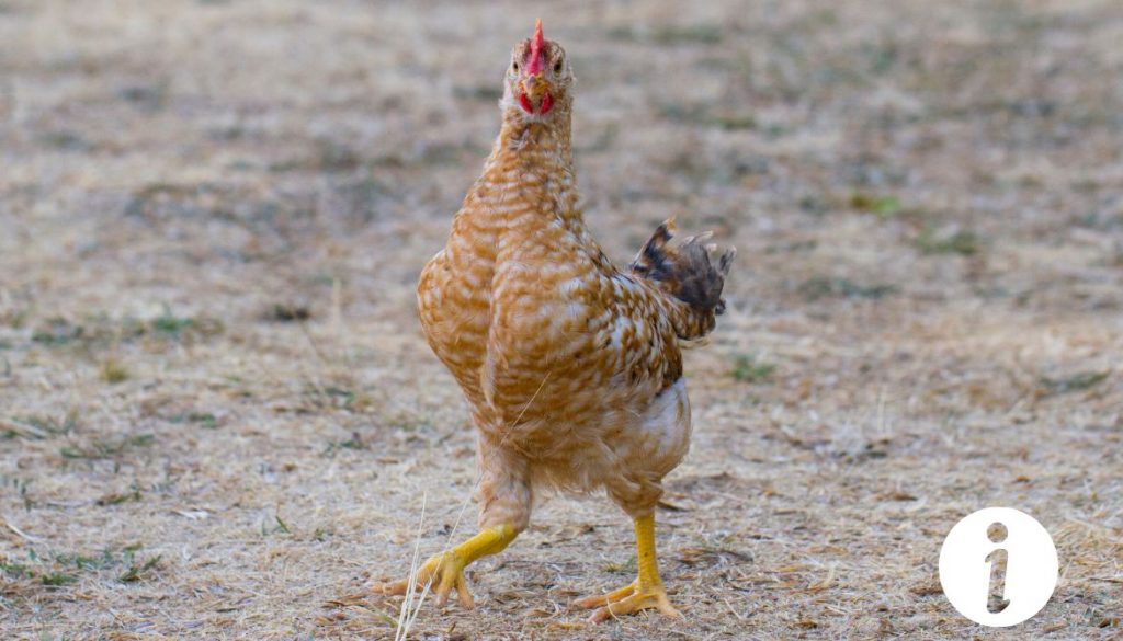 La dépression chez les poules : Que faire pour une poule seule ?