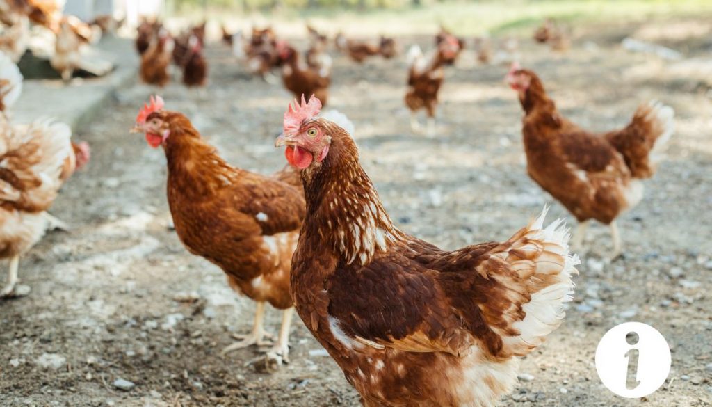 La poule non gratteuse : Un comportement inhabituel à comprendre