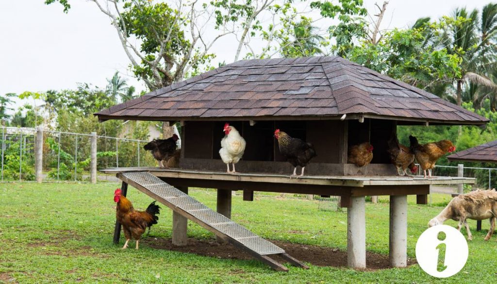 La poule tondeuse : un allié pour votre jardin ?