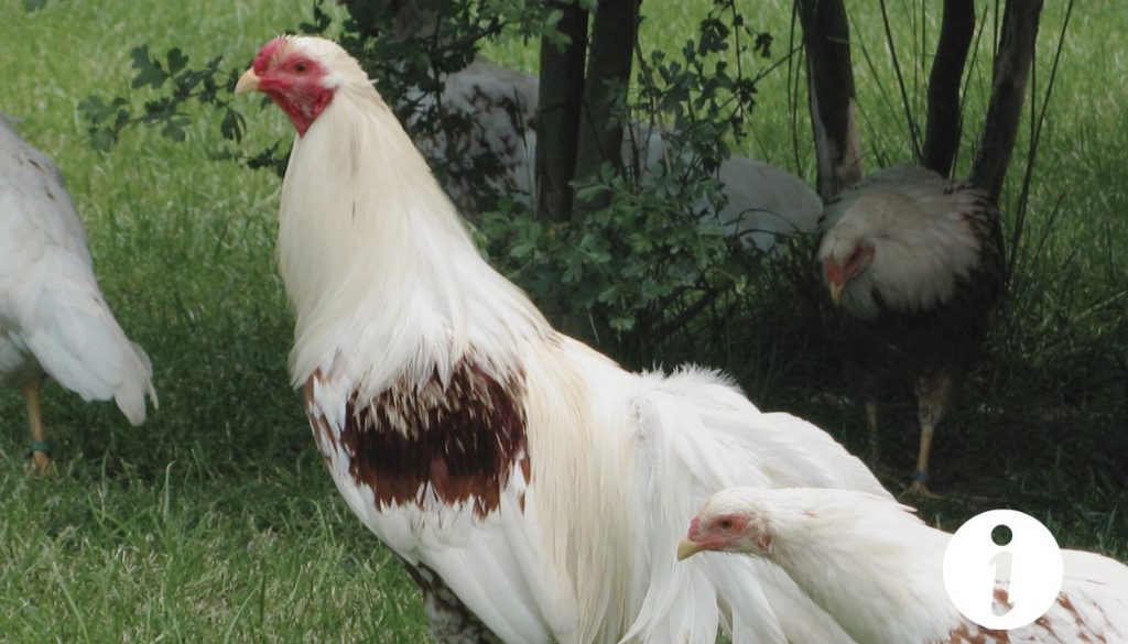 La poule Yokohama pile : Une race élégante et décorative à découvrir