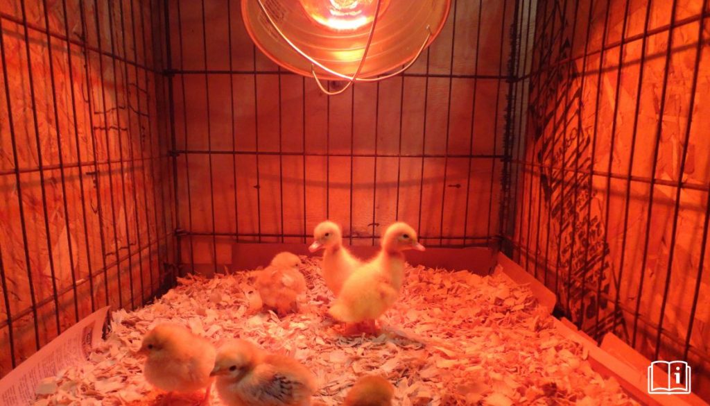 Lampe Chauffante pour Poussins : Guide Complet pour Maintenir Vos Poussins au Chaud