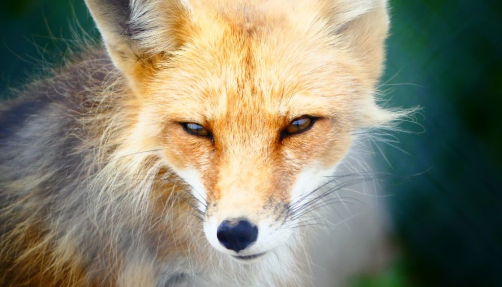 Les Dangers du Renard pour les Poules