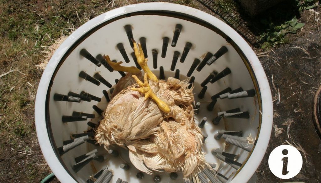 Louer une plumeuse à poulet Ce qu’il faut savoir avant de plumer
