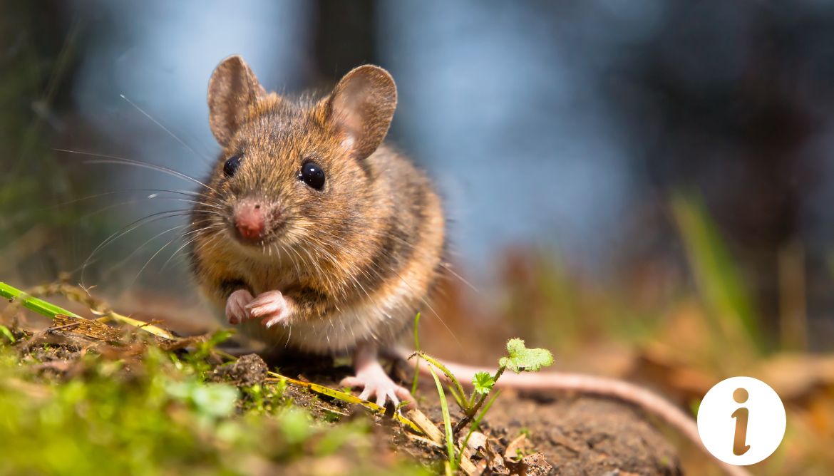 Ma poule a mangé une souris empoisonnée : Que faire en urgence ? - L