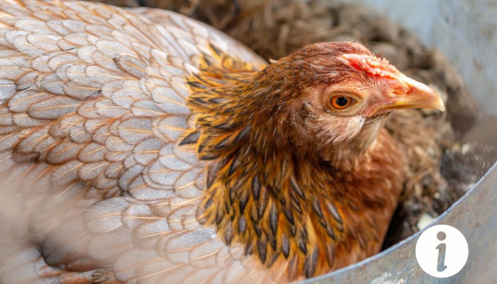 Ma poule ne couve plus ses œufs : causes possibles et solutions
