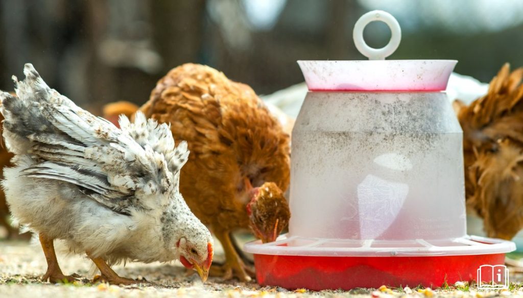 Mangeoire pour poule pas cher – Guide complet