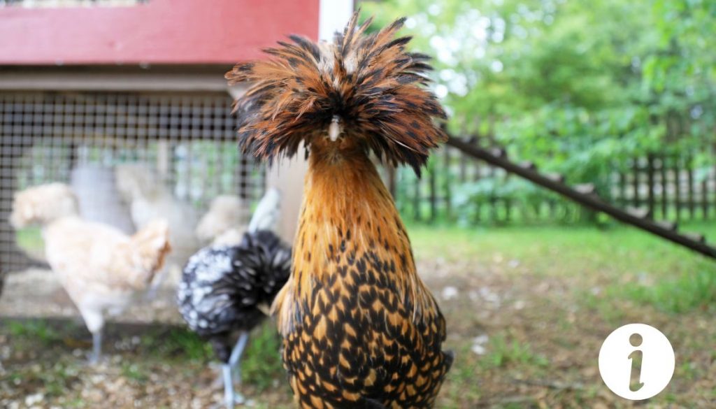 Mes poules en folie : Comprendre et gérer le comportement agité des poules