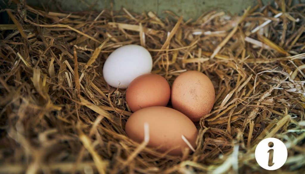Mes poules pondent des petits œufs : causes et solutions possibles